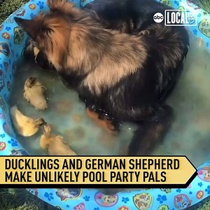 1M views · 65K reactions | This gentle, one-year-old German Shepherd had some unlikely friends join his pool party! | Localish | Facebook