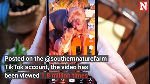 Internet Obsessed With Cats Herding Flock of Sheep: ‘Heaven’