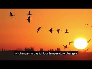 Migration: Learn the Flyways