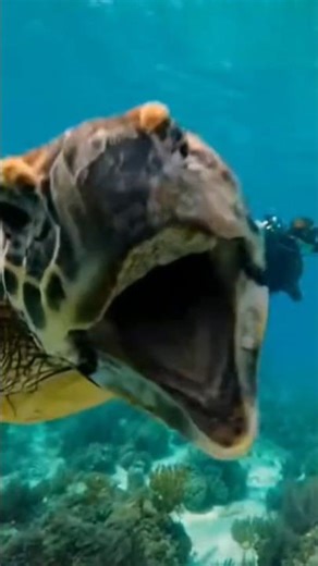 Giant Loggerhead Turtle Snare: Underwater Trap #shorts #sea #turtle