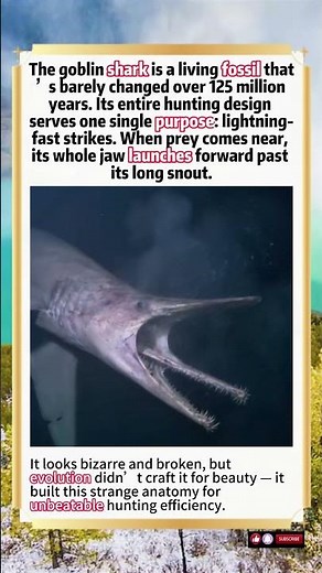 Goblin Shark: The 125-Million-Year-Old Living Fossil With A Slingshot Jaw#wildlife #animals