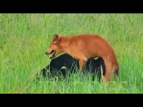Dog meeting first time#dogmeeting#meetingdog