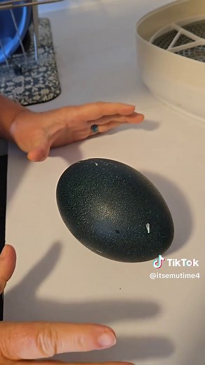 Emu Eggs: The Exciting Hatch Day!