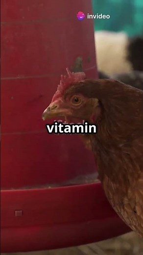 Egg Drop Syndrome in Chickens: Causes, Symptoms & Prevention! #poultryfarming#shorts #trending