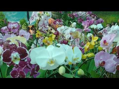 Orchid Care Tips for Beginners | Keep Your Orchids Healthy & Blooming