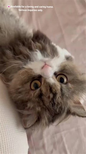 Those soft curls, that sweet little face, and the gentlest personality to match 🐾💕Breed: Selkirk Rex Age: 10 weeks Personality: Playful • Affectionate • Loves cuddles