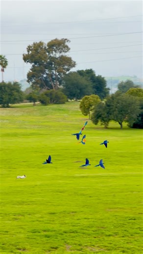 Yoko Ono’s haiku inspired me to be in touch with my poetry. I used to write and read my poems in front of large groups of audiences and fond memories of very unique individuals performing at poetry slams bc it was informal. Anyhow here it is. Rain softens the field. Macaws tear through misty sky, with coarse, jubilant cries. Dogs shake free the rain, mud and joy flying in bursts. Branches sprinkle cold drops, beaks grind their quiet prayer. No one else— just rain, animals, and the wide, listenin