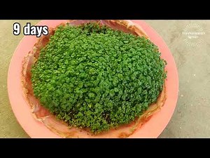 how to grow chia microgreens - without soil - how to grow chia sprouts - how to grow microgreens