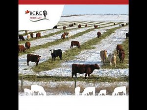 Episode 94: Adaptive Winter Grazing Strategies