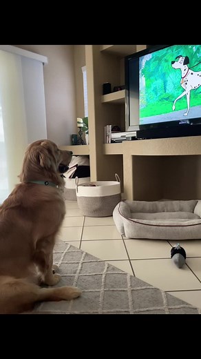 Golden Retriever Reacts to Watching 101 Dalmatians | Disney Classics