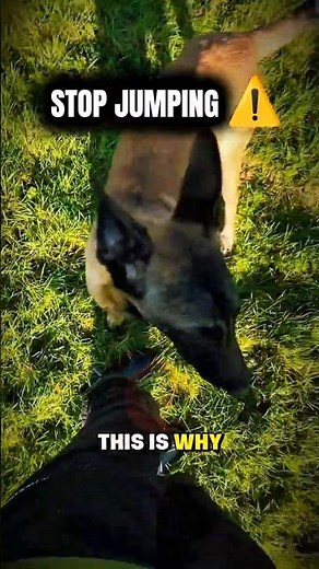 Why Belgian Malinois Jump on People #shorts #dogtraining