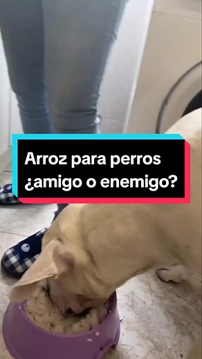 Mascota Saludable on TikTok