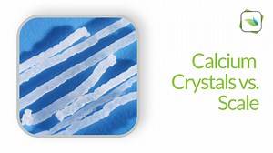 Calcium Crystals vs. Scale
