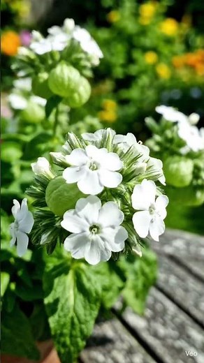 Bladder Campion – The Wildflower with Balloon Blooms 🌿🎈