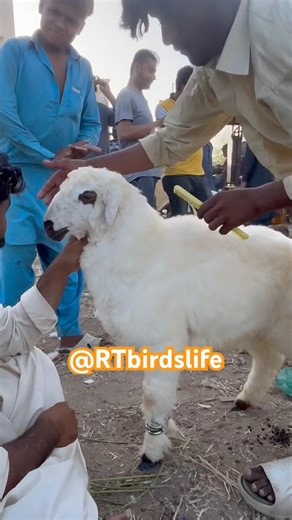Qurbani k Janwar at Lalukhet Bakra Mandi #trending #viralvideo #pakistan #animals