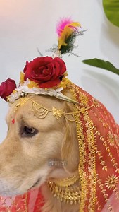 Bengali bride 👰‍♀️ 🧿❤️😘🫶🏻#highlights #goldenretriever #bengaliwedding #viral #bengalibridelook❤️✨ | Prince Sen