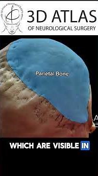 Posterior View of the Human Skull | External Anatomy
