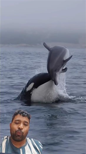 Beyond Play: The Emotional World of Dolphins