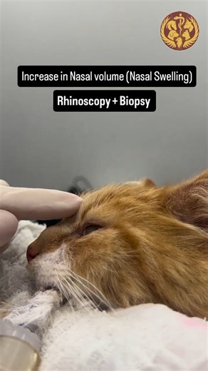 Global Veterinarians 🐾🩺 on Instagram: "➡️ A rhinoscopy procedure and intranasal and extranasal biopsy were performed at @alvethospital to better clarify the case. The presence of sudden external swellings serves as a warning for fungal diseases, neoplasms, infectious diseases, and trauma. . . . . ➡️ Video credit @petroliarthur 🔄 . . . . . #pak__veterinary #drazaanadeel #vets #animaltreatment #animalplannet #animalworld #vetsurgery #vetlove #pakveterinerianssociety #veterinary #catinjury #feli