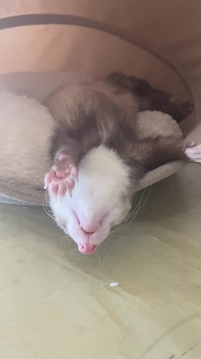 Ferrets: Unlocking their Two Distinct Modes