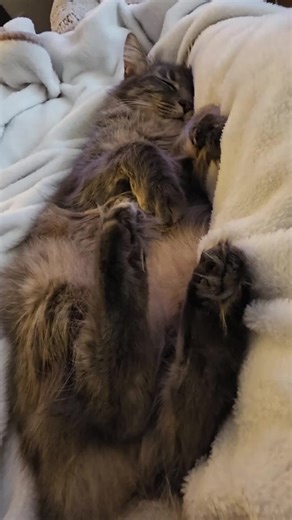 Benny Bean is pooped out #eepy #cats #fyp #fypシ #foryou