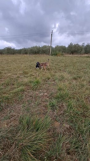 lac communication entre chiens.. subtil mélange... finesse... à nous de savoir les interpréter #montpellier #savoirfaire #educationcanine #educateurcanin #chien | Eduk' ton toutou