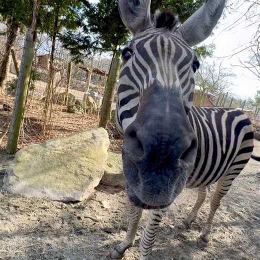 Roger Williams Park Zoo & Carousel Village on Reels