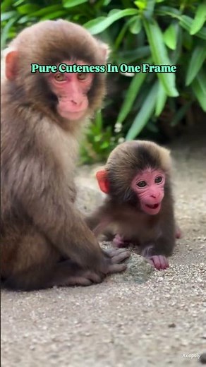 Cutest Baby Monkey Moment Ever 🐒❤️ Pure Cuteness In The Wild #babymonkey #monkey