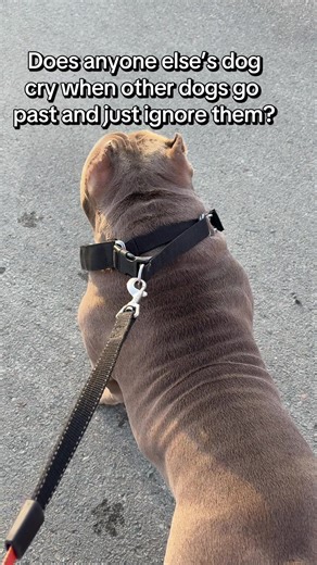 Pablo always wants to play when he sees other dogs! 🥺#americanbully #fyp #foryou #viralvideo #trending
