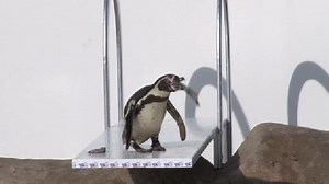 London Zoo penguins celebrate the Olympics with diving board