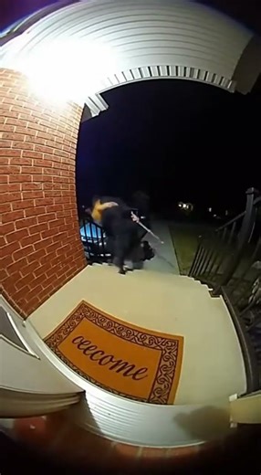 Cat defeat Robber (ring camera)