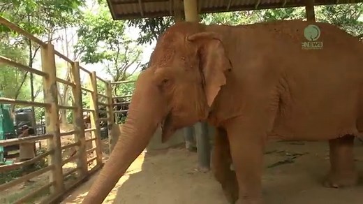 Touching Footage Of Elephant Cry To Dead Best Friend - ElephantNews