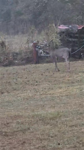 He isn't spooked at all. Maybe one day soon. They will get used to being around here close to the house. | Michael Bell
