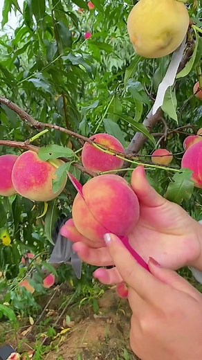 Peach Picking Techniques: How to Harvest Ripe Peaches