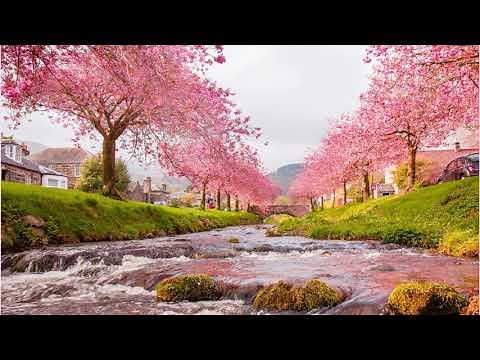 Mùa Hoa Anh Đào - Ngọc Lan - Lyrics