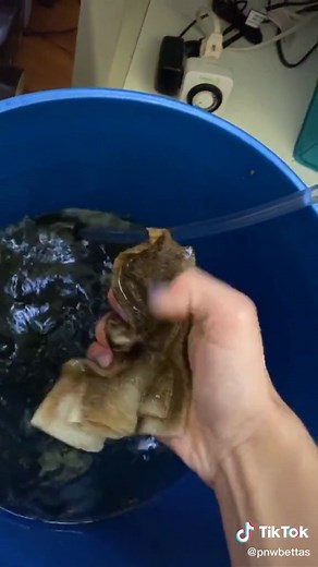 Proper Betta Fish Tank Cleaning Guide