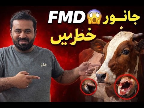 👉 🔴 LIVE | FMD 😱 منہ کھر بیماری | جانور خطرے میں