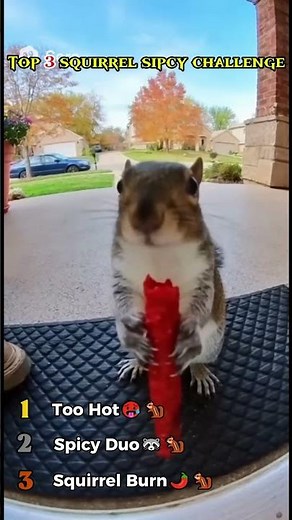 Squirrel's Hilarious Reaction To Spicy Food!