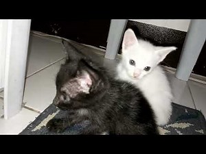 KUTING