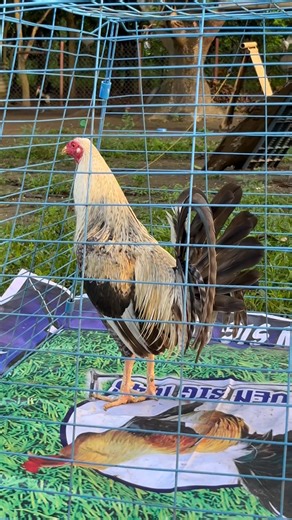 Warbird Backyard on Reels