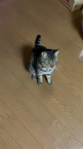 5/29金曜日の朝。おはようございます。猫は朝から紐で遊んでいます。華金、プレミアムフライデー。お酒を飲む方も多いのでしょうね。今日も一日仲良くしてくださいね。