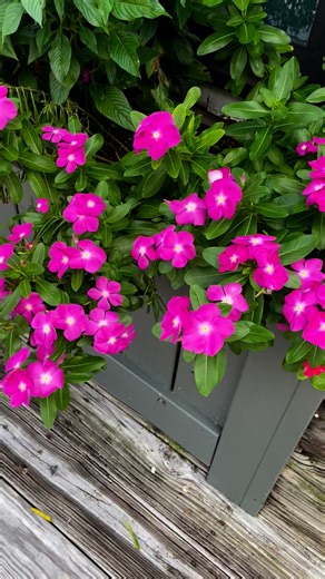Views from a Thursday stroll ☀️🕶️ #ExploreNMB #NorthMyrtleBeach #NorthMyrtleBeachSC #barefootlanding | Barefoot Landing