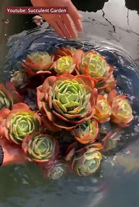 How do you water your succulents? | Succulents