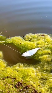 The Pond Monster 🐟 | The Fish Whisperer