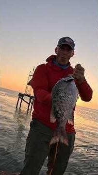 Big Mangrove Snapper Catch off the rocks in Corpus Christi TX