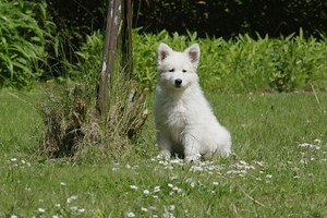 Chiot berger blanc suisse lof - hasssubt94neappkil