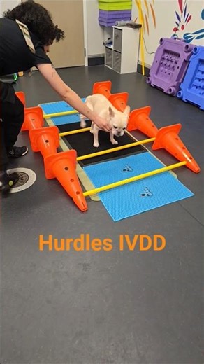 Baki Takes On Hurdles! IVDD Recovery Therapy in Action #frenchbulldog