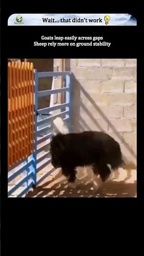 Sheep Raised With Goats Faces Reality
