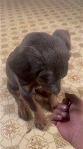 Blue Doberman puppy six weeks new edition#dobermanpuppy#doberman #puppylove #christmas