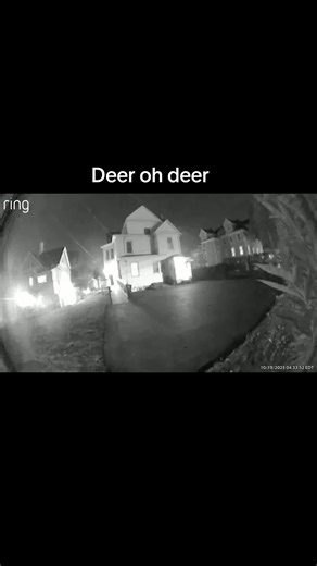 Something scared there#der #deer | deer